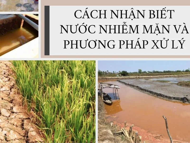 Hệ Thống Lọc Nước Nhiễm Mặn Tại Quảng Trị
