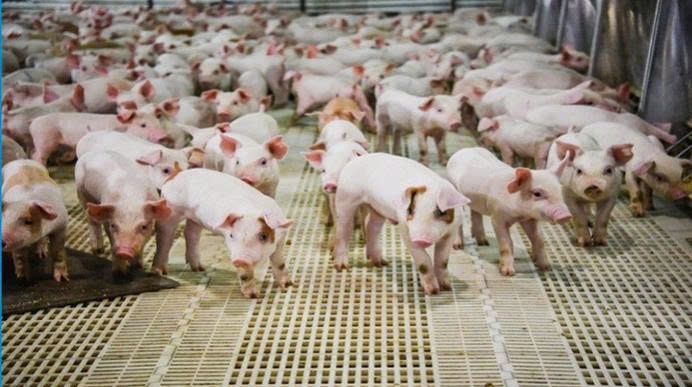 Xử Lý Nước Thải Chăn Nuôi Tại Quảng Ngãi